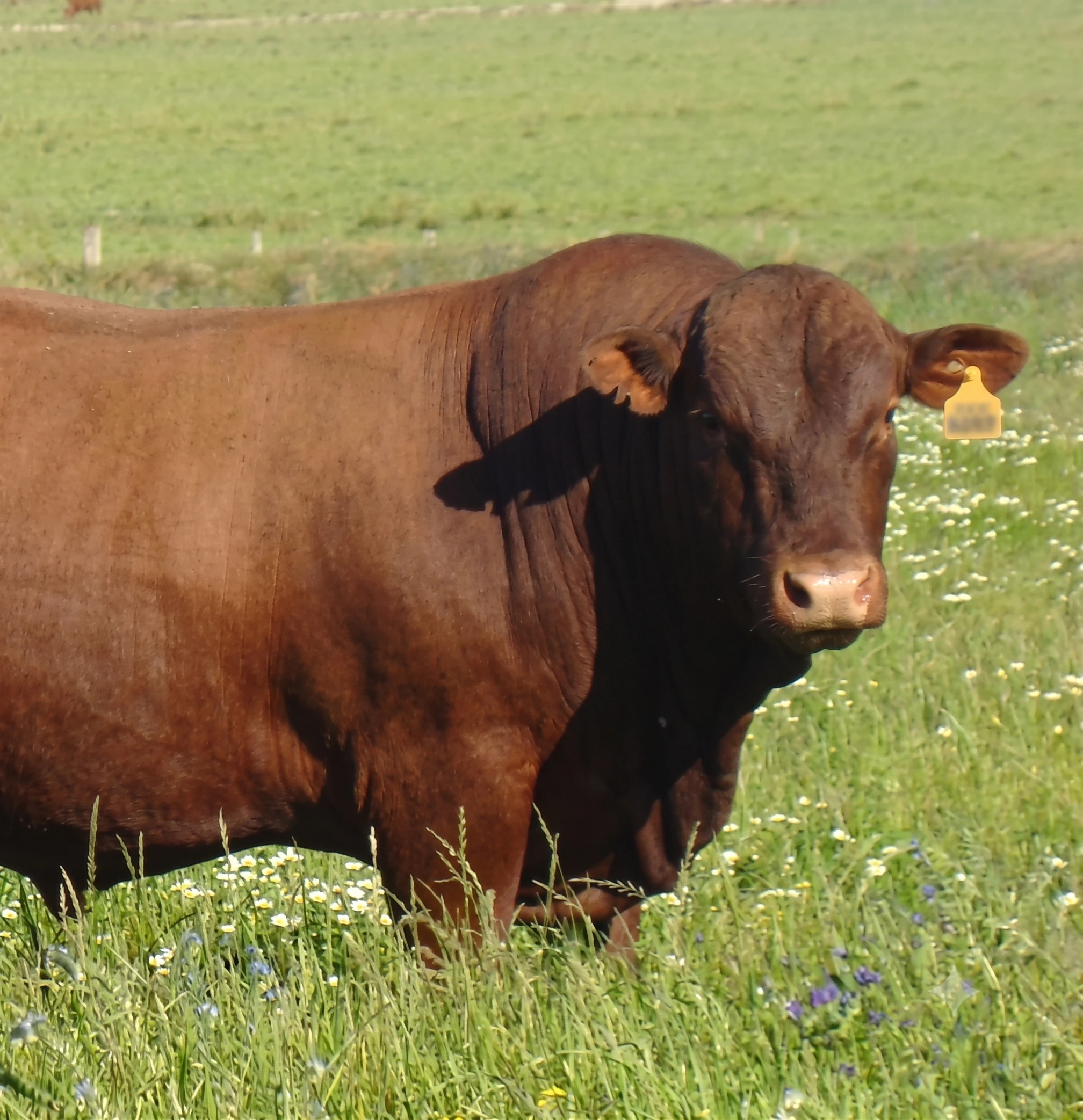 Montana